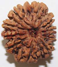 10 mukhi 26938 23mm